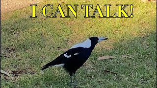 Talking wild Australian magpie REAL Please hit the like button [upl. by Sprague59]