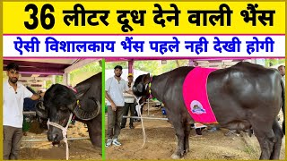 36 लीटर दूध देने वाली विशालकाय भैंस  Jafarabadi Buffalo Dairy Farm  Jafarabadi Bhains  buffalo [upl. by Heintz]