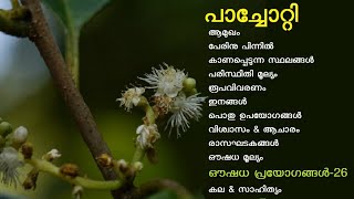 പാച്ചോറ്റി  പൊടിപാറി  കല്ലുമരം  Symplocos cochinchinensis  Symplocos wynadensis  lodhra plant [upl. by Feinberg]