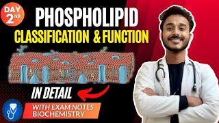 phospholipids biochemistry  glycerophospholipid biochemistry  sphingomyelin biochemistry [upl. by Denman336]