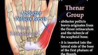 Muscles Of The Hand Thenar amp Hypothenar Groups  Everything You Need To Know  Dr Nabil Ebraheim [upl. by Guillaume]