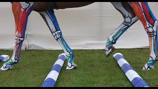 Horse Anatomy  Lower Leg Tendons and Ligaments Jumping [upl. by Manolo]