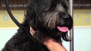 How to Groom a Labradoodle  Dog Grooming Tips [upl. by Drusy]