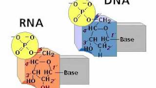 Estructura de los acidos nucleicos [upl. by Louie561]