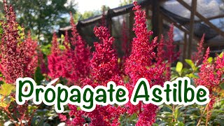 How to propagate Astilbe  A HIGHLY Underrated shade plant [upl. by Acey]