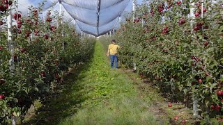 Cea mai frumoasă livadă  Ghinda județul Bistrița Năsăud [upl. by Ornstead]