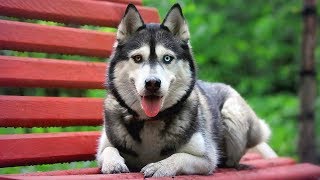 Top 10 Most Beautiful Dog Breeds in the World [upl. by Haelahk399]