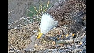 Arconic Eagles Davenport IA 04 18 23 Evening swap outs amp feeding the 🐥 eaglet [upl. by Crifasi141]