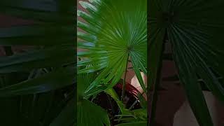 Livistona chinensis tropical plant Indoor decorating ideas trendingytshort school gardening [upl. by Taima]