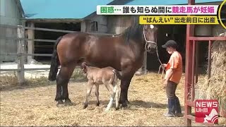 ばんえい競馬初の珍事 レース前日に出産…厩舎に見慣れない子馬「犬にしては大きいと思った」 200820 2030 [upl. by Gardell]