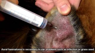 Swollen painful blood filled ear  Aural hematoma  Teneriffe Vet [upl. by Llenyaj]