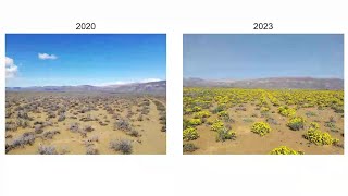 Using phenology for longterm ecological observations SAEON Seminar Dec 2023 [upl. by Seidule372]