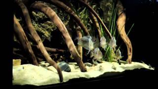 1307060 Geophagus SP Pindare Aquarium [upl. by Mccowyn]