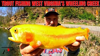 Trout Fishing West Virginias Wheeling Creek [upl. by Gotcher120]