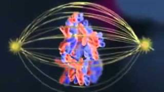 Biology Meiosis cell division [upl. by Ehcadroj]