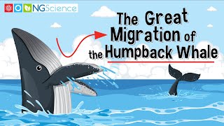 The Great Migration of the Humpback Whale [upl. by Niak877]