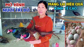 Phát Triển Kinh Tế Nhờ Nuôi Chim Trĩ Đỏ Trĩ Thương Phẩm Và Trứng Chim Trĩ [upl. by Caitlin]