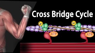 Muscle Contraction  Cross Bridge Cycle Animation [upl. by Niatsirk779]