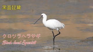 【4K】黑面琵鷺 クロツラヘラサギ  Blackfaced Spoonbill 社子島鳥類解說小築 [upl. by Adnahs600]