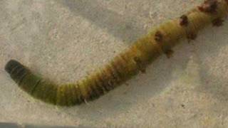 Arenicola Marina lug worm [upl. by Ikaz]