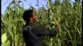 Tigrina music 1 MEKELLE TEKlLAY GESESEW ETHIOPIA [upl. by Anuahs]