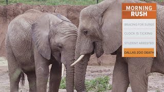 Dallas Zoo elephant dies from infection [upl. by Nytsirc734]