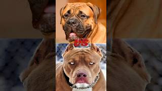 BULLMASTIFF VS PITBULLCANE CORSO [upl. by Calvina518]