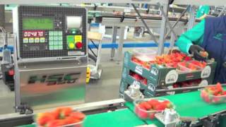 Checkweigher and grading line NEMESIS Serie Z [upl. by Ellatsirhc92]