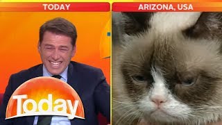 Look at that cat Reporter cant stop laughing at Grumpy Cat  Today Show Australia [upl. by Rebeka]