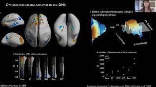 The Unique Cytoarchitecture and Wiring of The Default Mode Network [upl. by Batruk]