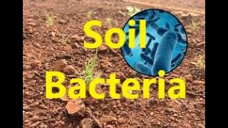 Soil Bacteria for Nitrification [upl. by Uliram904]