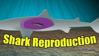 Shark Reproduction  SHARK ACADEMY [upl. by Cardon]