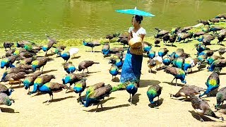 Peacock flying and peacock sound [upl. by Lewis]