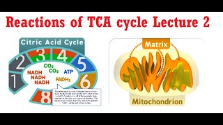 Reactions of TCA Cycle Lecture 2 [upl. by Sokem]