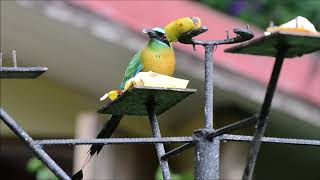 Turquoise browed Motmot Eumomota superciliosa [upl. by Eigla]