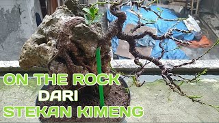 MEMBUAT BONSAI ON THE ROCK DARI STEKAN KIMENGBaraBonsai [upl. by Enahpets]