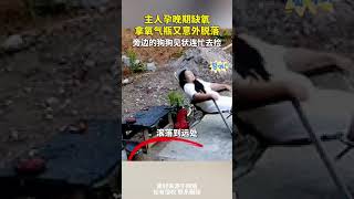 主人孕晚期缺氧，拿氧氣瓶又意外脫落，旁邊的狗狗見狀連忙去撿，“自從懷了孕之後，它就寸步不離” cuteanimal pets 寵物 萌寵 [upl. by Lalaj]