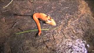 The Australian flatworm Australoplana sanguinea [upl. by Nailil]