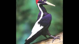 Ivory Billed Woodpecker A short video [upl. by Hairas]