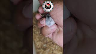 Bayi Hamster hamsterimut bayihamster pets [upl. by Auj]