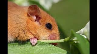 Dormouse Facts Interesting Facts about Dormouse [upl. by Leksehcey]