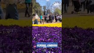 Floriade Canberra Australia  Canberra shorts Australia  ytshorts  shorts [upl. by Kayla131]