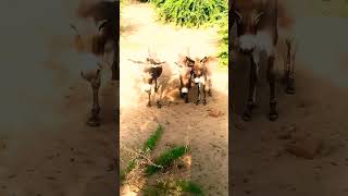 Donkeys Enjoy Morning timeSort viral videothar [upl. by Yruok]