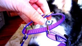 A Combo Collar Siberian Husky Lupine Collars [upl. by Doownel525]