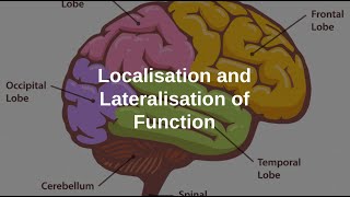 Localisation and Lateralisation of the Brain [upl. by Ititrefen425]