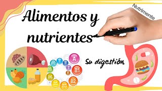 Principales ALIMENTOS y NUTRIENTES y su DIGESTIÓN [upl. by Yael677]