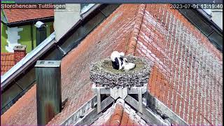 Livestream von der Tuttlinger Storchencam [upl. by Aekin61]