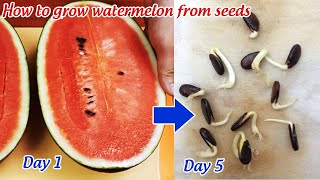 How to grow watermelon from seeds [upl. by Locklin]