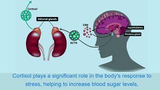 Adrenocorticotropic hormone ACTH [upl. by Felicidad764]