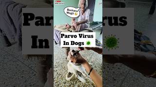 Parvo Virus 🦠 Treatment  474 [upl. by Arvind136]